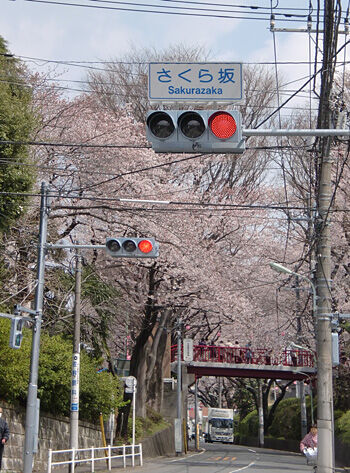サクラサク