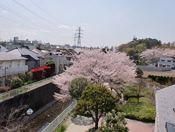 桜の話題、次回は1年後です