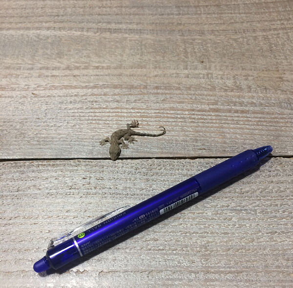 珍客
