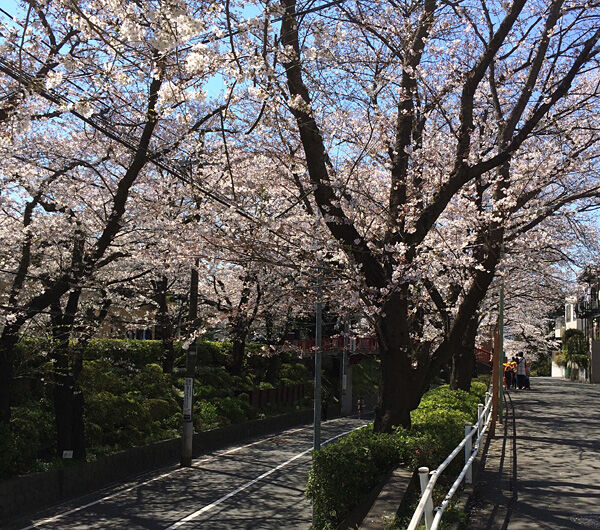 桜坂