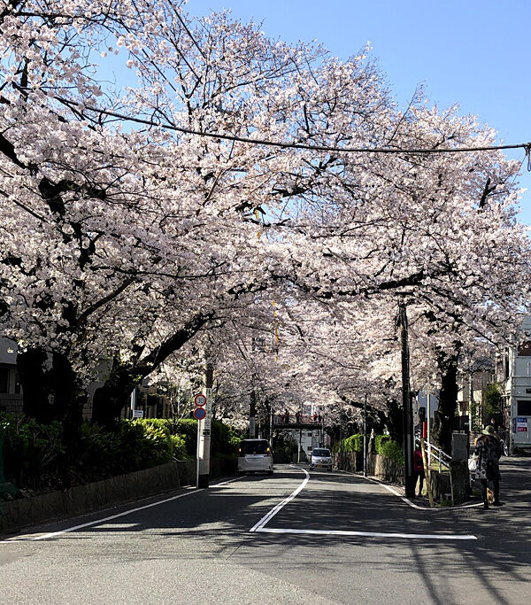 桜坂の満開も過ぎました。今年の桜は早かったですね。