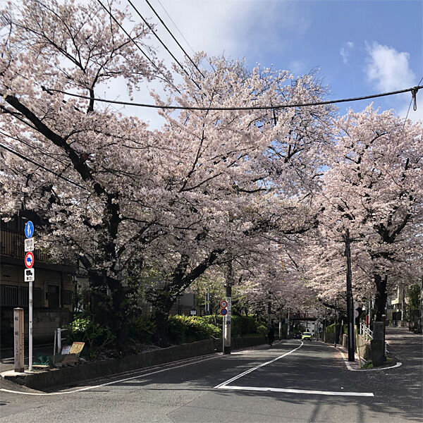 サクラ